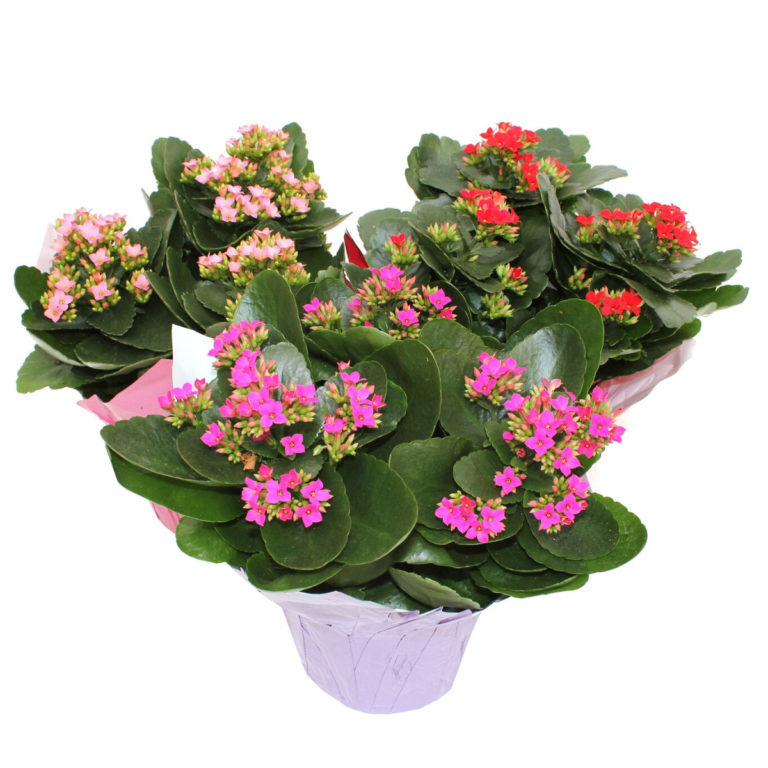 Kalanchoes 